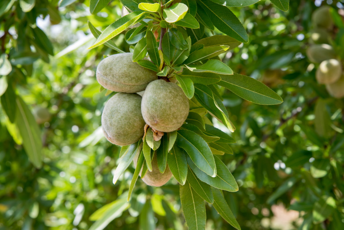 Cultivo del almendro - AZUD